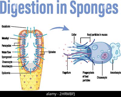 Diagram showing digestion in sponges illustration Stock Vector Image ...