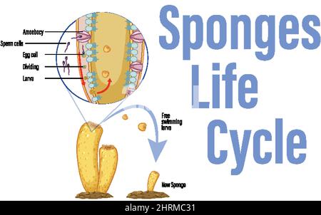 Diagram showing life cycle in sponges illustration Stock Vector