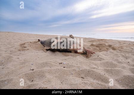 Remains of dead dolphin washed up on beach in Portugal with ocean in background Stock Photo