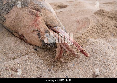 Dead bottlenose dolphin washed up on beach in Povoa de Varzim, Portugal, in winter. Close up on face and teeth. Stock Photo