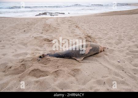 Dead dolphin washed up on beach in Portugal in winter. Wide angle, with Atlantic ocean in background. Winter day with overcast, cloudy sky. Stock Photo