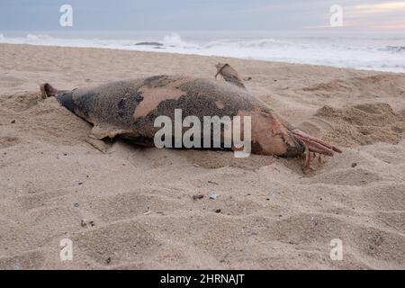 Body of a dead dolphin washed up on beach in Portugal in winter. Stock Photo