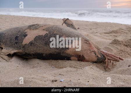 Dead dolphin lying on beach in Portugal at dusk. Close up. Stock Photo