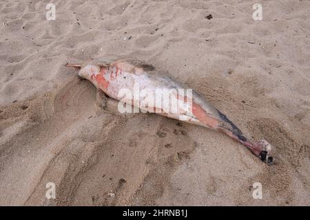 Remains of dead dolphin washed up on shore of beach in Portugal. Stock Photo