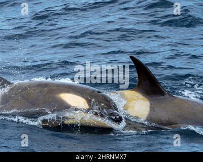 Killer Whale (orca) (Orcinus Orca), Weddell, Sea, Antarctica, Polar ...