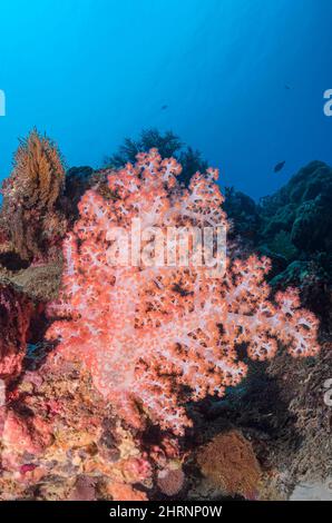 Klunzingers Soft Coral, Dendronephthya klunzingeri, Menjangan Island, Bali Barat Marine Park, Bali, Indonesia, Pacific Stock Photo