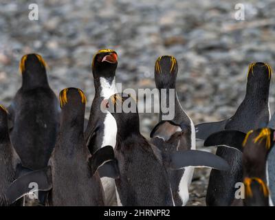 Macaroni penguin,  Eudyptes chrysolophus, on South Georgia Island Stock Photo