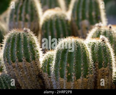 Hedgehog cactus clusters. Arizona cactus garden in Stanford, California.