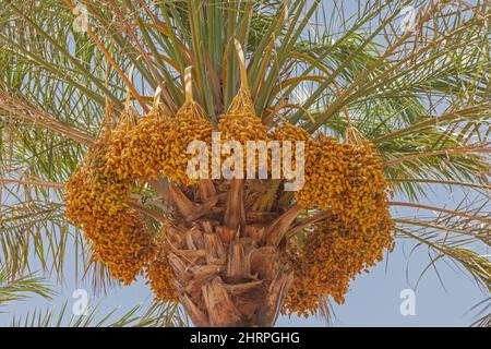 A close-up view of bunches of dates growing on an Arabian date palm tree in the United Arab Emirates. Stock Photo