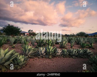 Beautiful shot of an Agave Plant Farm for Mezcal in Oaxaca, Mexico during sunset Stock Photo
