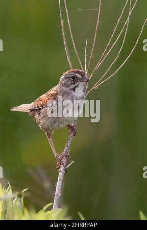 A Vertical of a Swamp Sparrow, Melospiza georgiana, perched on a twig Stock Photo