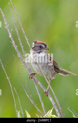A Vertical of a Swamp Sparrow, Melospiza georgiana, perched on a branch Stock Photo
