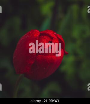 Red tulip at spring on Earth Stock Photo - Alamy