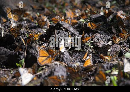 Monarch butterfly, Nevado de Toluca, Toluca de Lerdo, Mexico Stock Photo