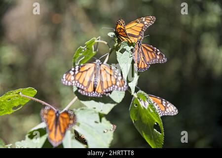 Monarch butterfly, Nevado de Toluca, Toluca de Lerdo, Mexico Stock Photo