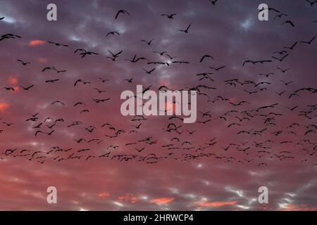 Flock of silhouetted migratory snow geese flying against a cloudy winter sky lit in sunset pink and purple tones Stock Photo