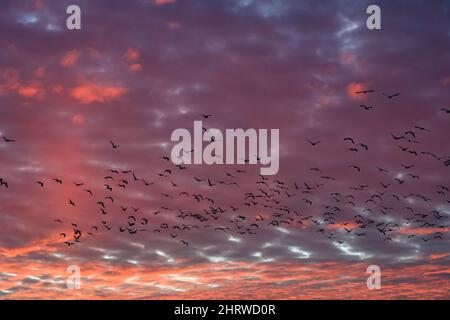Flock of silhouetted migratory snow geese flying against a cloudy winter sky lit in sunset pink and purple tones Stock Photo