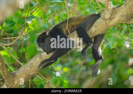 Mantled howler (Alouatta palliata), Golden-mantled Howler monkey Stock Photo