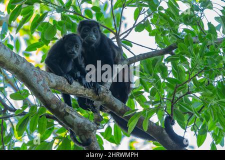 Mantled howler (Alouatta palliata), Golden-mantled Howler monkey with baby Stock Photo