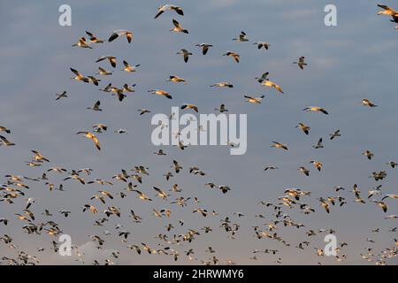 Large flock of migratory snow geese flying in a dark sky highlighted by evening light of the setting sun Stock Photo