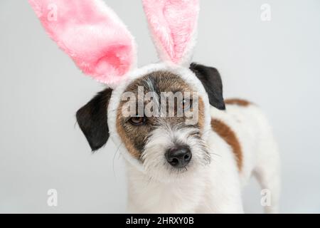 Close-up  Jack Russell terrier dog in bunny ears on a white background. Easter is a Traditional catholic holiday. Stock Photo