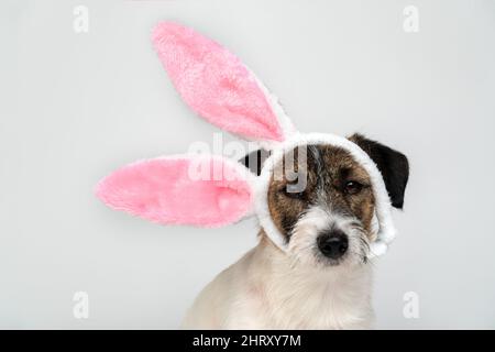 Jack Russell terrier dog in bunny ears lies next to Easter chickens in an egg on a blue background. Easter is a Traditional catholic holiday. Stock Photo