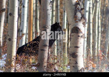 black wolf dog in trees Stock Photo