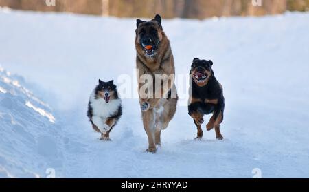 shetland sheepdog german shepherd and rottweiler running in snow Stock Photo