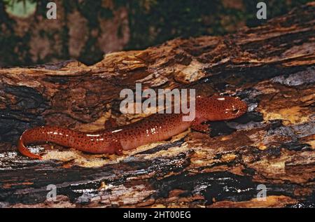 Northern red salamander (Pseudotriton ruber ruber), aquatic in winter, and in summer found under bark, logs and rocks. Pennsylvania, USA Stock Photo