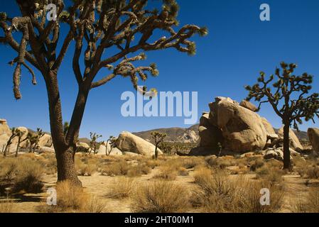 Joshua tree (Yucca brevifolia), and granite outcrop. Joshua Tree National Park, California, United States Stock Photo