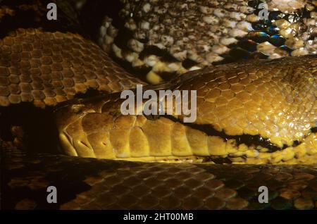 Reticulated python (Python reticulatus), portrait. Range: southeast Asia Stock Photo