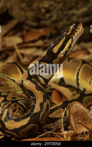 Sub Saharen Ball Python Ball python (Python regius) is a nonvenomous constrictor species native ...