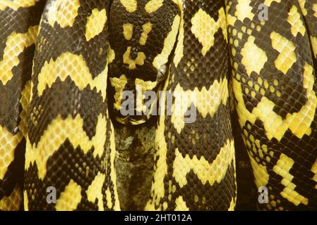 Carpet python (Morelia spilota variegata), close up, coiled snake with head in centre. Australia Stock Photo