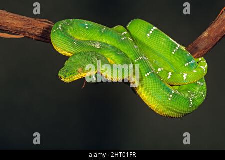 Emerald tree boa (Corallus caninus), like all boas, swallows prey whole, head first. Amazon Basin, Brazil Stock Photo