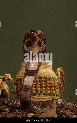 Indian (Ceylonese) cobra (Naja naja polyocellata), in front of snake charmer’s basket, with hood extended. Sri Lanka Stock Photo