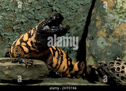 Gila monster (Heloderma suspectum), a cumbersome, slow-moving lizard with a venomous bite. Arizona, USA Stock Photo