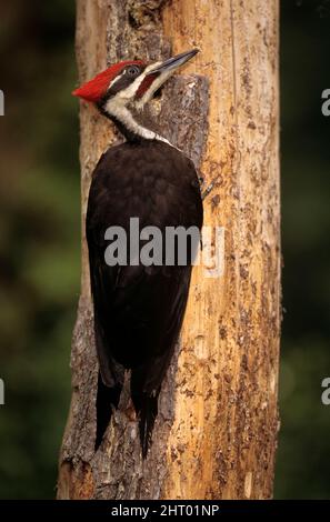 Pileated woodpecker (Hylatomus pileatus), male on a tree trunk. This species is the largest woodpecker in the United States. Both parents incubate egg Stock Photo