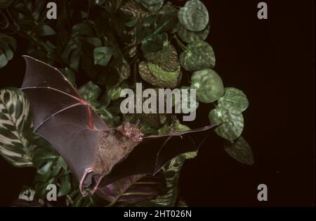 Carollia brevicauda, silky short-tailed bat Stock Photo - Alamy