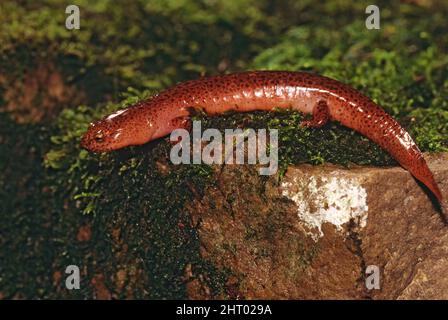 Northern red salamander (Pseudotriton ruber), Pennsylvania, USA Stock Photo