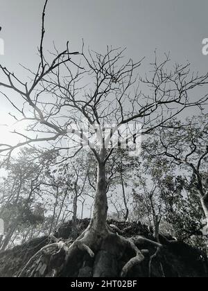 Grayscale shot of a leafless tree with roots Stock Photo