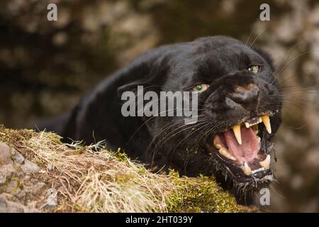 Black panther (Panthera pardus fusca), snarling. A melanistic form of the Indian leopard. Melanism in leopards is inherited. Montana, USA Stock Photo