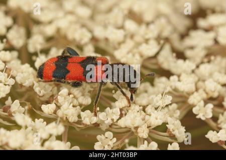 Closeup on the colorful red bee wolf parasite beetle, Trichodes apiarius feeding on a white wild carrot flower, Daucus carota in Southern France Stock Photo