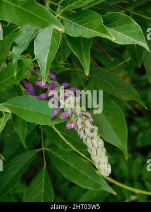 Vertical closeup of the buds of Wisteria sinensis, commonly known as the Chinese wisteria. Stock Photo