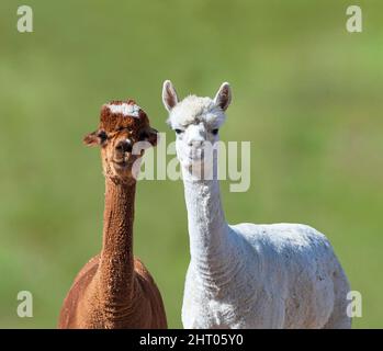 Close-up of a couple of shorn Alpacas Stock Photo
