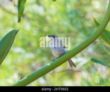 Brown Honeyeater (Lichmera indistincta) perched on a stem, Western Australia, WA, Australia Stock Photo