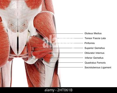 Hip muscles, illustration Stock Photo