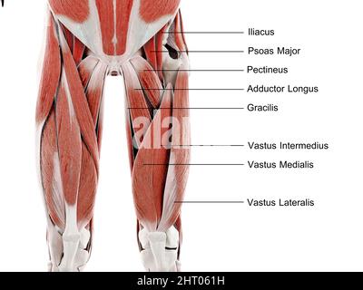 Muscles of the upper leg, illustration Stock Photo
