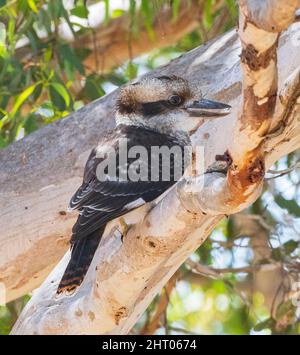 Laughing Kookaburra (Dacelo novaeguineae) perched in a tree, Western Australia, WA, Australia Stock Photo