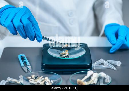 Measuring psilocybin magic mushroom microdoses in laboratory Stock Photo