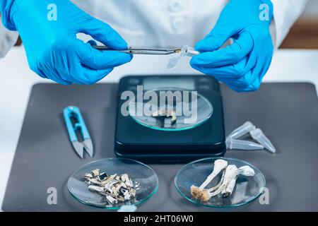 Preparing micro doses of psilocybin mushrooms in laboratory Stock Photo